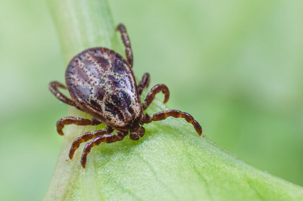 Tick Bite