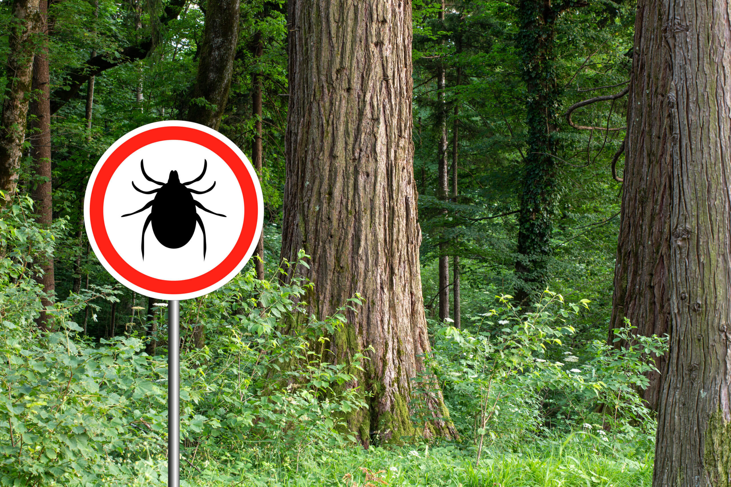 Are Tick Bites a Cause for Concern? Understanding Lyme Disease - The ...