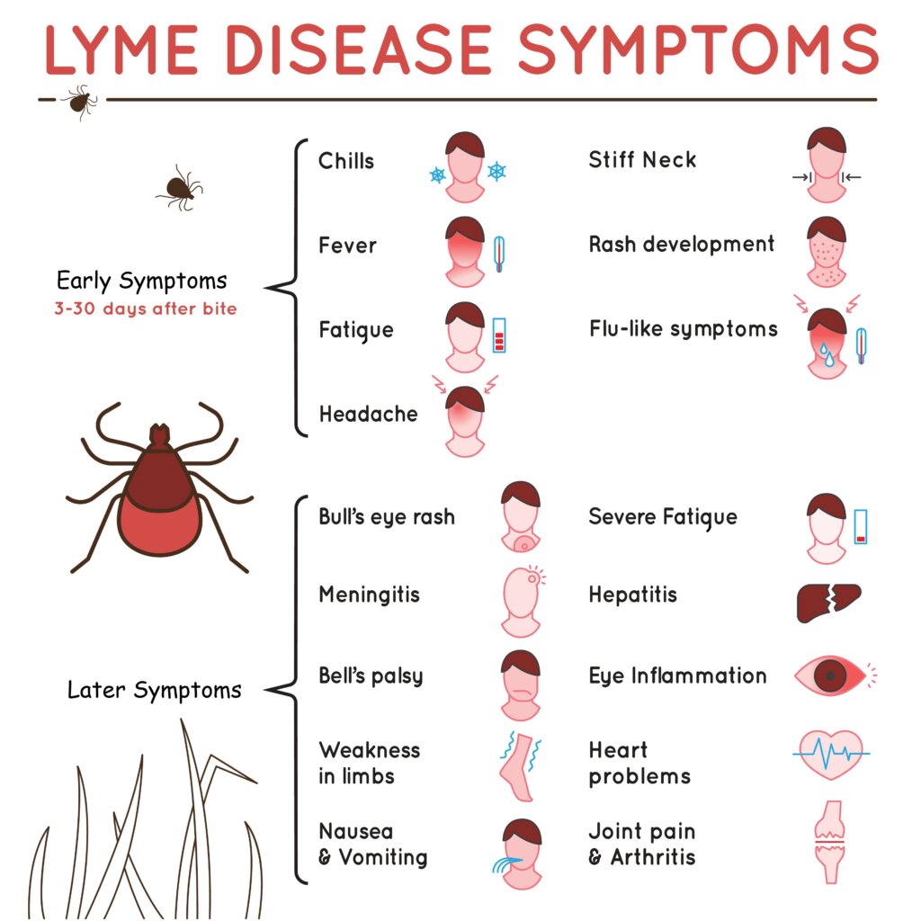 Are Tick Bites a Cause for Concern? Understanding Lyme Disease - The ...